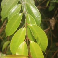 Cleghornia acuminata Wight
